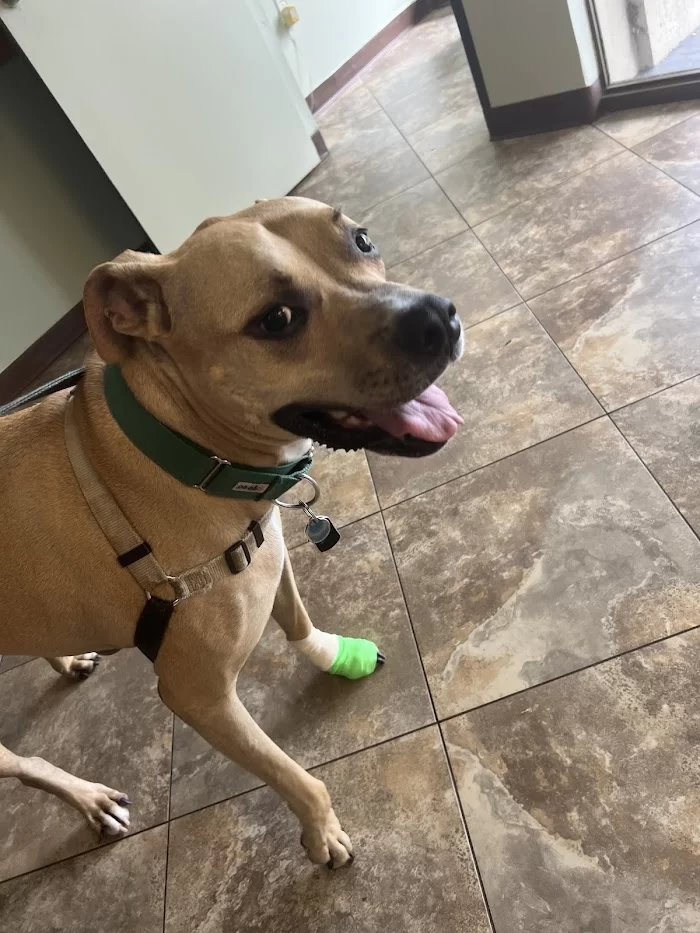 Greenleaf Animal Hospital 6