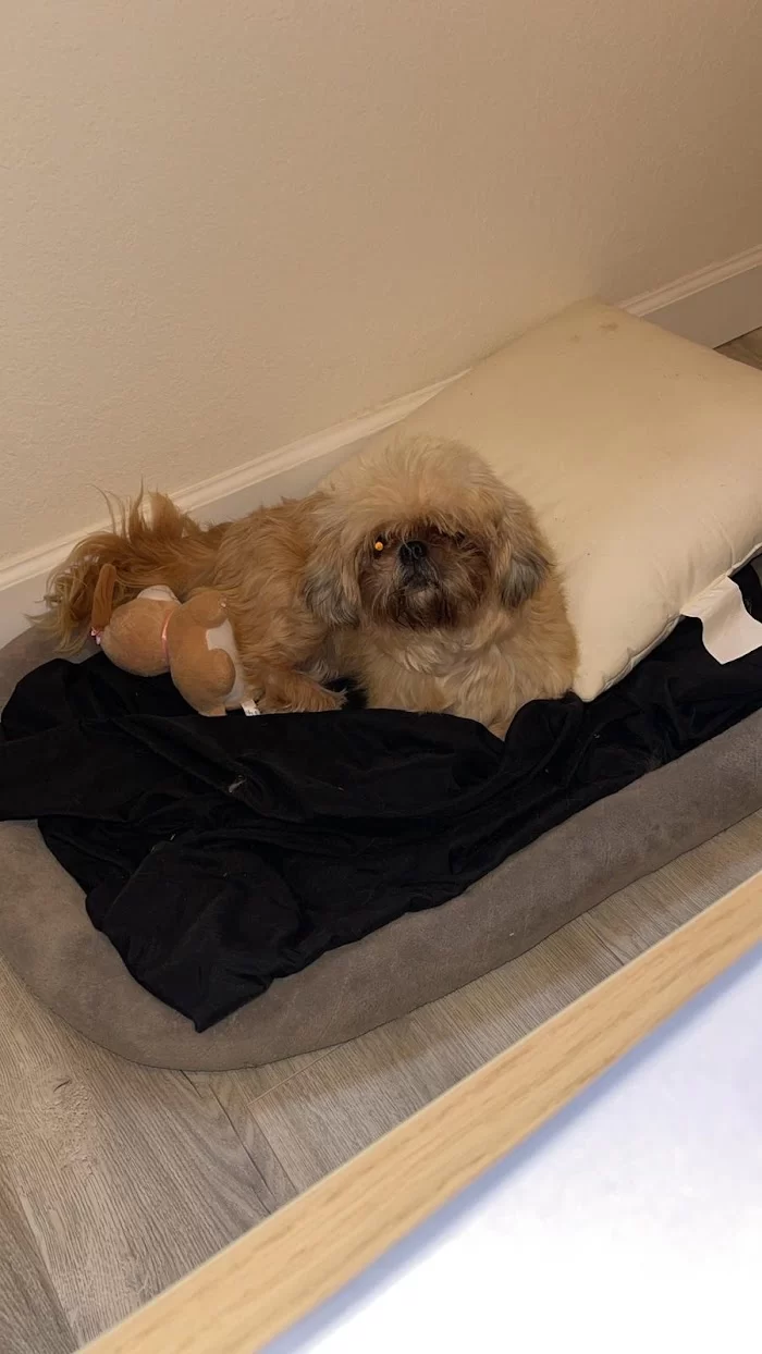 Greenleaf Animal Hospital 7