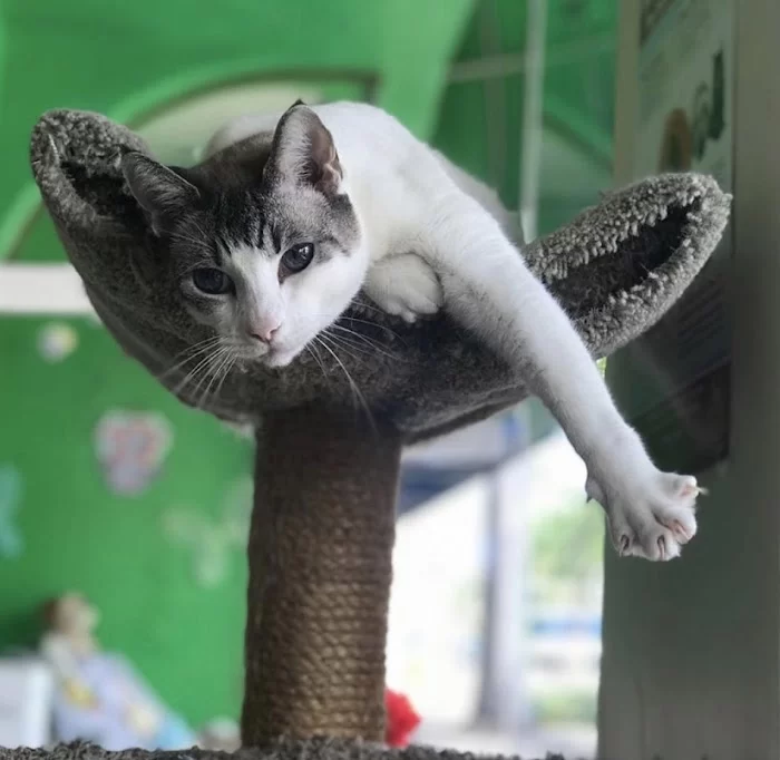 Greenleaf Animal Hospital 2