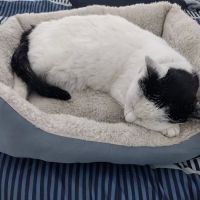 Virtual Pet Care ico