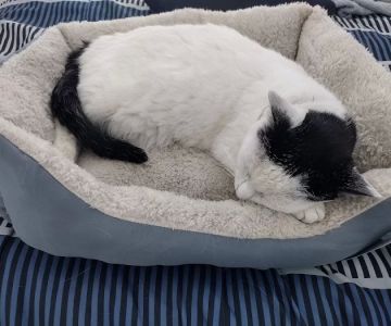 Virtual Pet Care
