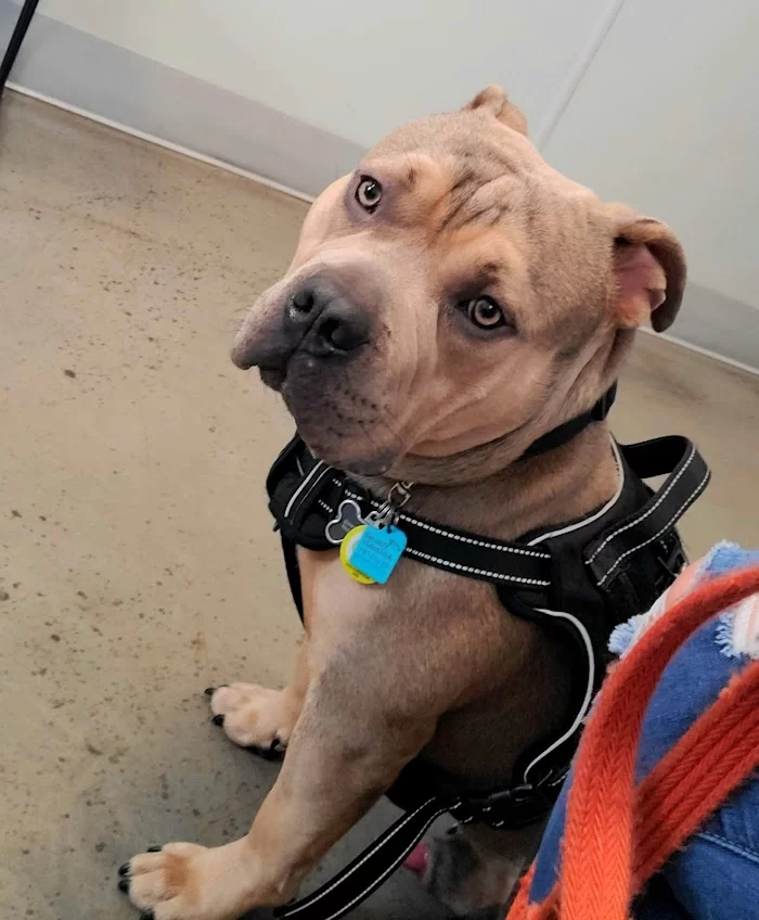 ASPCA Community Veterinary Clinic - By Appointment Only 12
