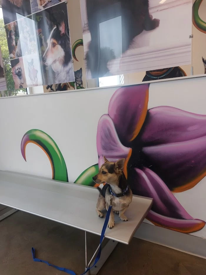 ASPCA Community Veterinary Clinic - By Appointment Only 12