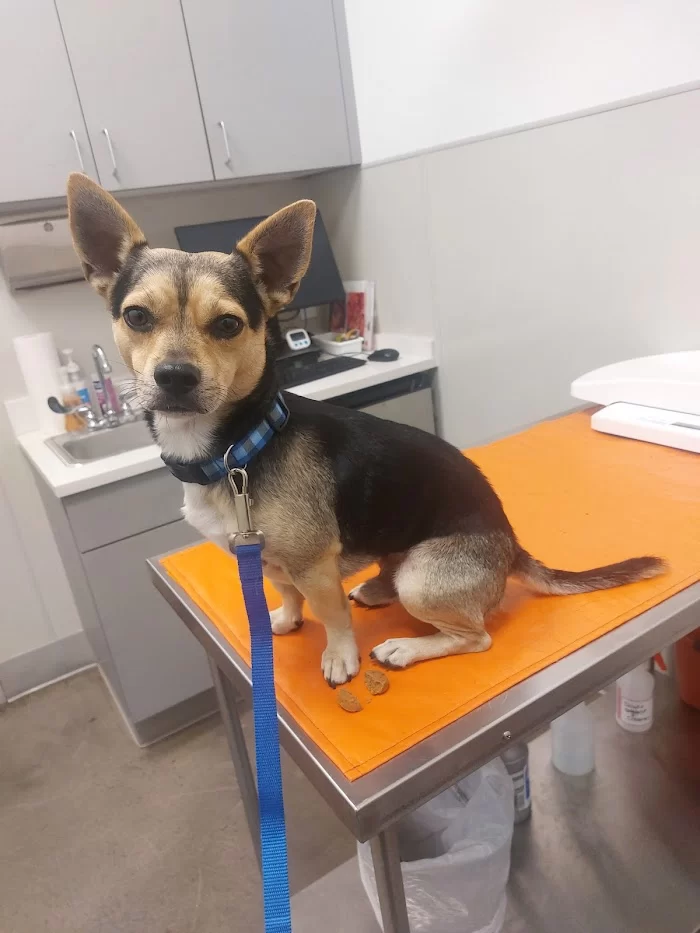 ASPCA Community Veterinary Clinic - By Appointment Only 12