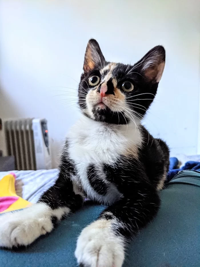 ASPCA Community Veterinary Clinic - By Appointment Only 12