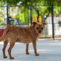 Control Canine ico