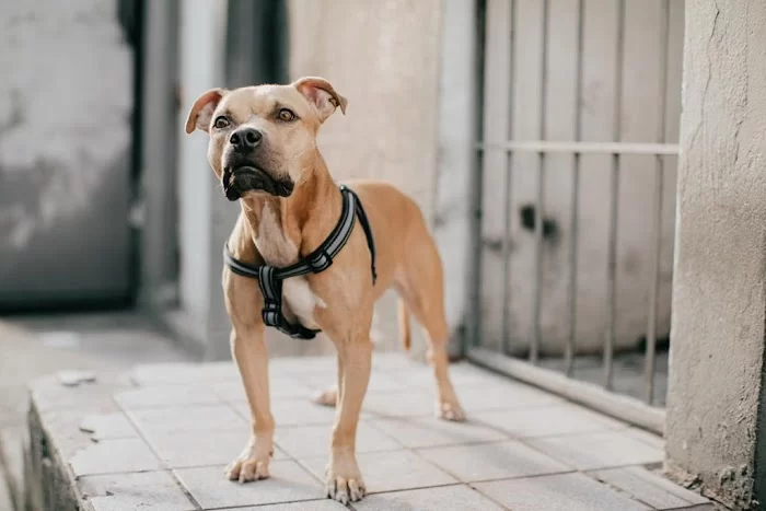 Biscayne Animal Hospital 1