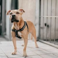 Biscayne Animal Hospital ico