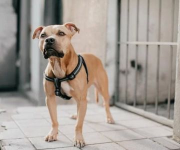 Biscayne Animal Hospital