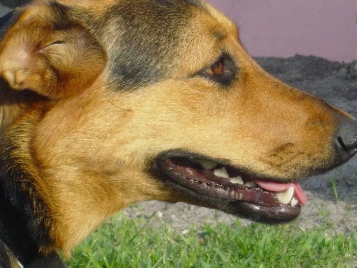 Biscayne Animal Hospital 6