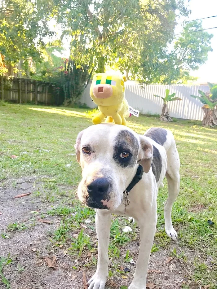 Biscayne Animal Hospital 10