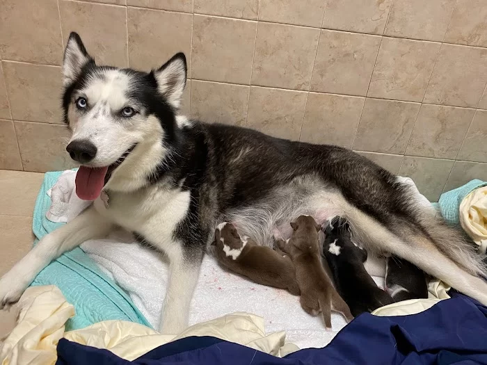 Biscayne Animal Hospital 3