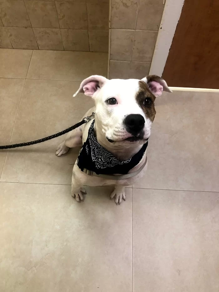 Biscayne Animal Hospital 2