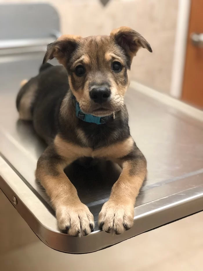 Biscayne Animal Hospital 4