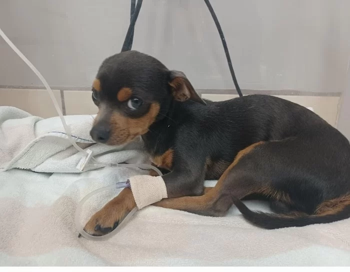 Adams Veterinary Clinic 12