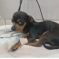 Adams Veterinary Clinic ico