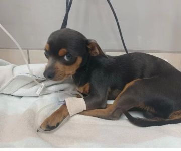 Adams Veterinary Clinic