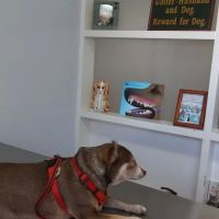 Yao Animal Hospital ico