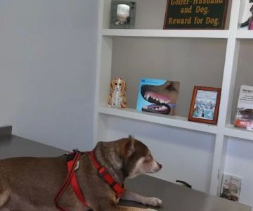 Yao Animal Hospital