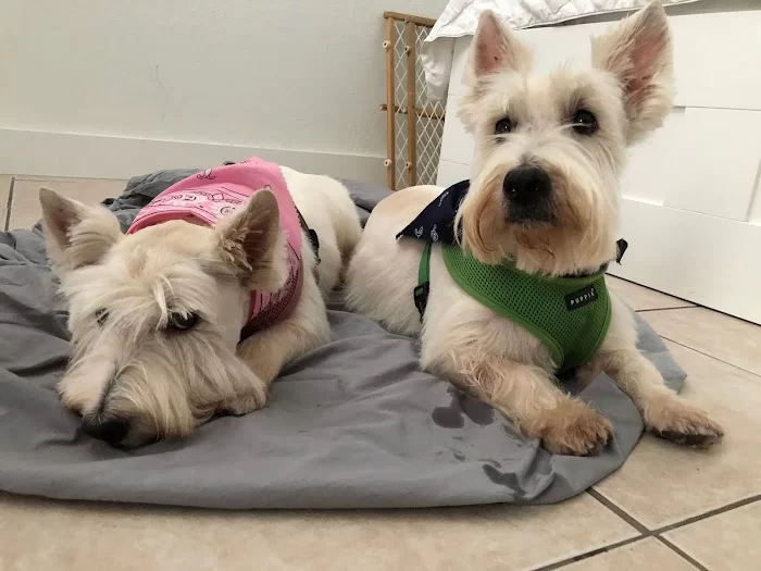 Pet Cancer Group 12