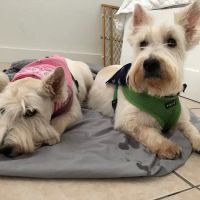 Pet Cancer Group ico