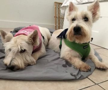 Pet Cancer Group