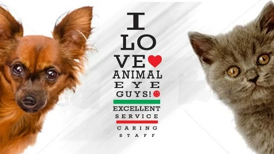 Animal Eye Guys (Miami Bird Road) 12