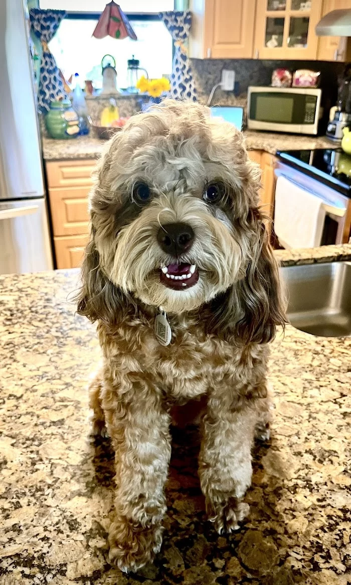 Banfield Pet Hospital 12