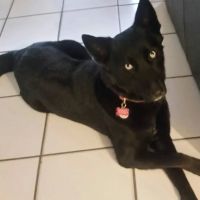 Gomara Animal Clinic ico