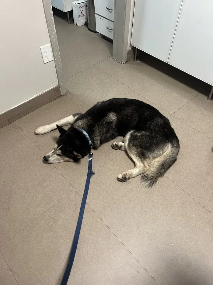 Gomara Animal Clinic 9