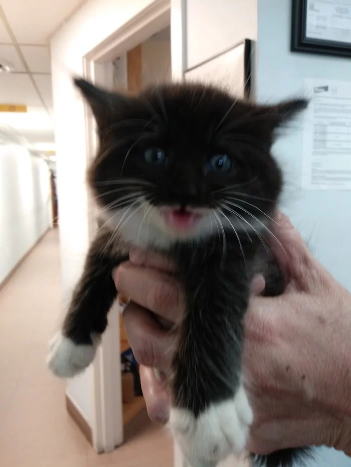 Gomara Animal Clinic 4