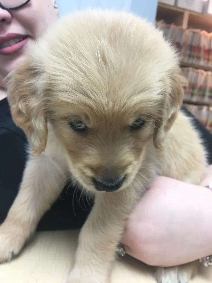 Gomara Animal Clinic 3