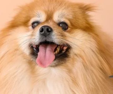 Pet Grooming Tips for First-Time Owners: A Complete Guide for Happy, Healthy Pets