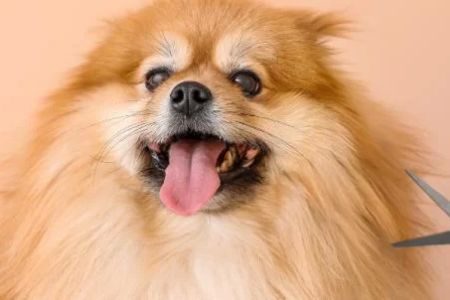 Pet Grooming Tips for First-Time Owners: A Complete Guide for Happy, Healthy Pets