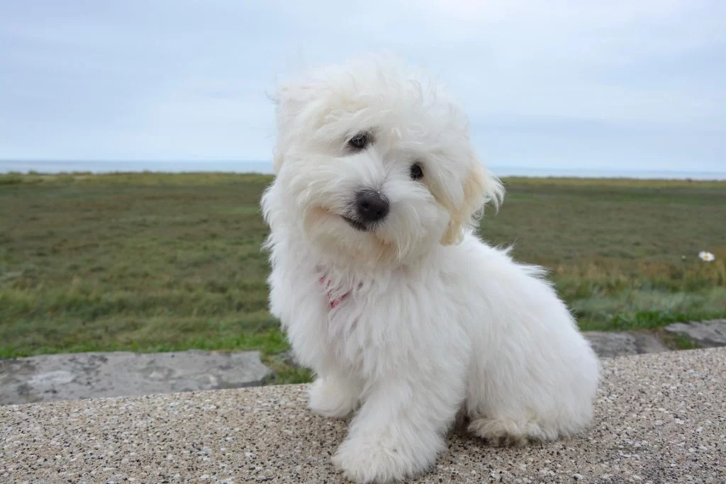 How to Keep Your Pet’s Coat Shiny and Healthy: Expert Tips and Advice