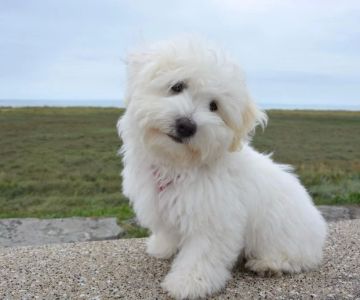 How to Keep Your Pet’s Coat Shiny and Healthy: Expert Tips and Advice