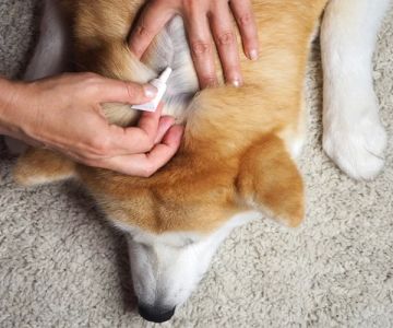 Dog Flea and Tick Prevention Treatments: Keep Your Dog Safe and Comfortable