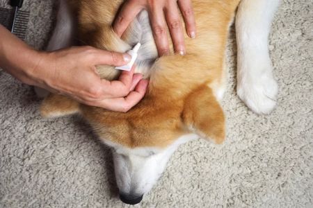 Dog Flea and Tick Prevention Treatments: Keep Your Dog Safe and Comfortable