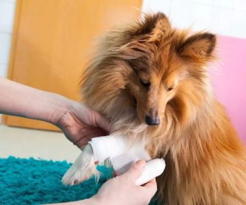 What to Do if Your Pet Gets Injured: A Comprehensive Guide to Pet Injury Care