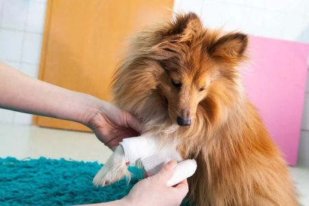 What to Do if Your Pet Gets Injured: A Comprehensive Guide to Pet Injury Care