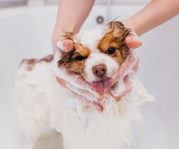 Best Pet Grooming Products for Sensitive Skin: Tips and Product Recommendations