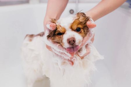 Best Pet Grooming Products for Sensitive Skin: Tips and Product Recommendations