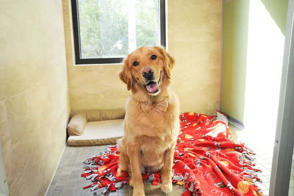 Pebble Creek Animal Hospital 12