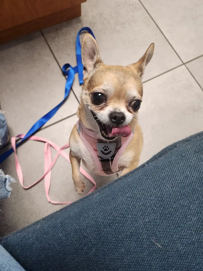 Pebble Creek Animal Hospital 12