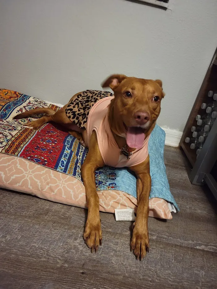 Pebble Creek Animal Hospital 12