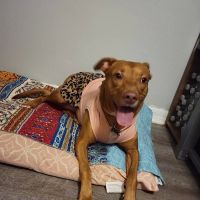 Pebble Creek Animal Hospital ico