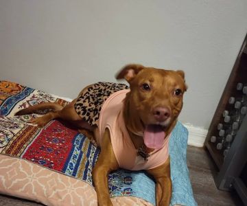 Pebble Creek Animal Hospital
