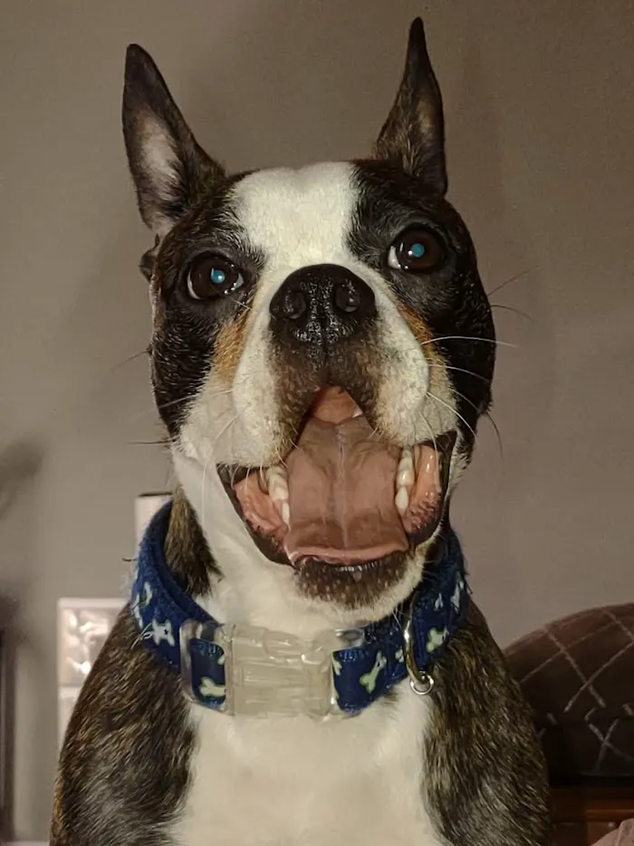 Edgewood Animal Clinic 12