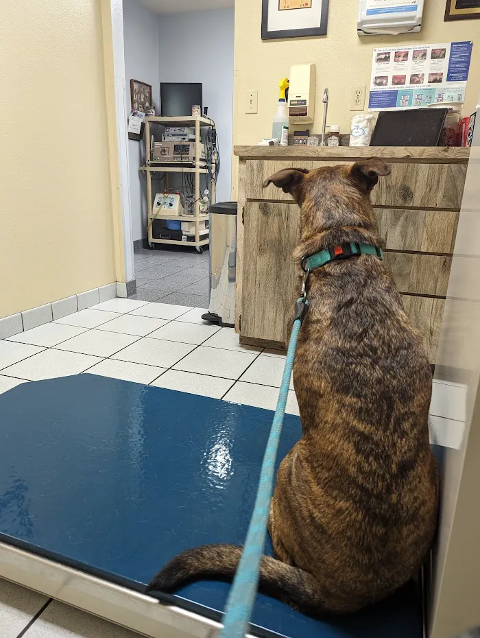 Edgewood Animal Clinic 12