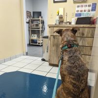 Edgewood Animal Clinic ico